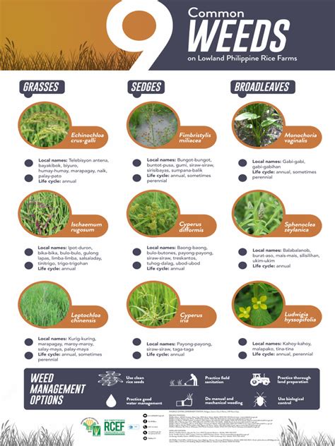 list common weeds in the philippines|WEEDS .